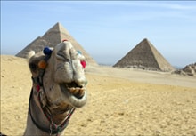 Египет, верблюд и пирамиды