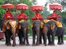 на курорте таиланда слоны гуляют