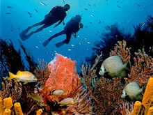 египет красное море дайвинг и кораллы